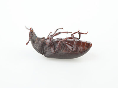 Bild: Ungeziefer- Beseitigung